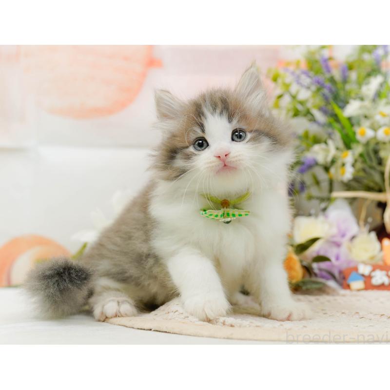 販売中の神奈川県のノルウェージャンフォレストキャット-131153の10枚目