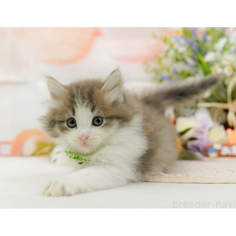 販売中の神奈川県のノルウェージャンフォレストキャット-131153の9枚目