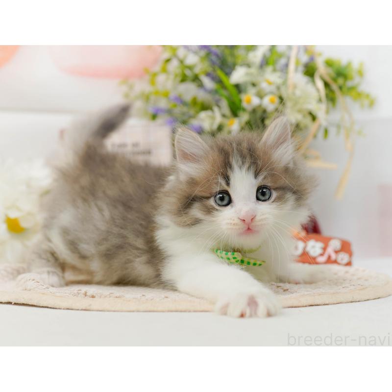 販売中の神奈川県のノルウェージャンフォレストキャット-131153の8枚目