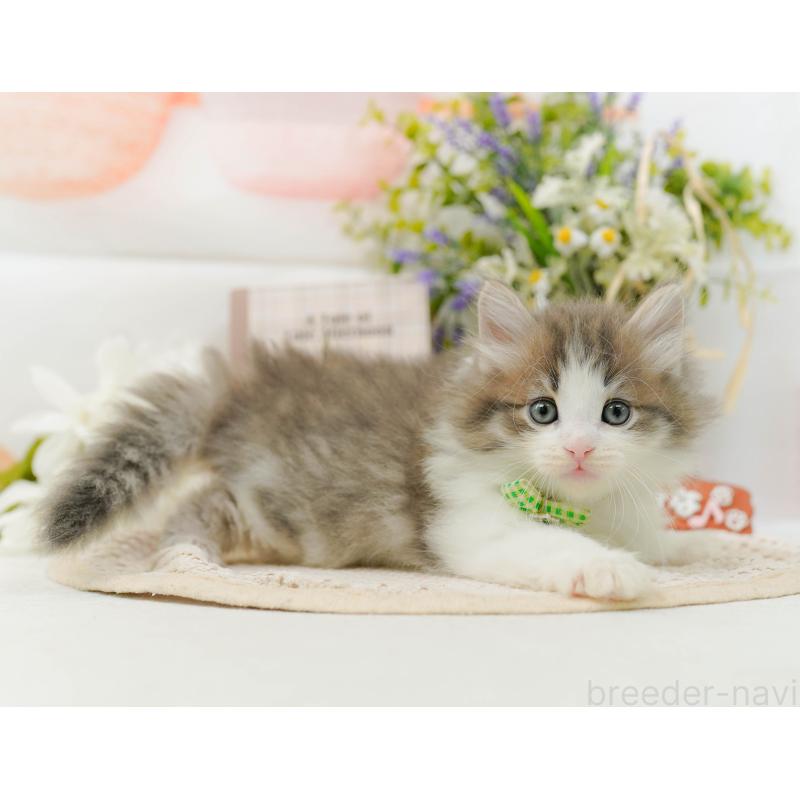 販売中の神奈川県のノルウェージャンフォレストキャット-131153の7枚目