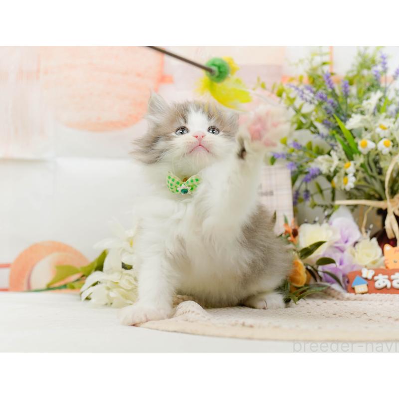 販売中の神奈川県のノルウェージャンフォレストキャット-131153の6枚目