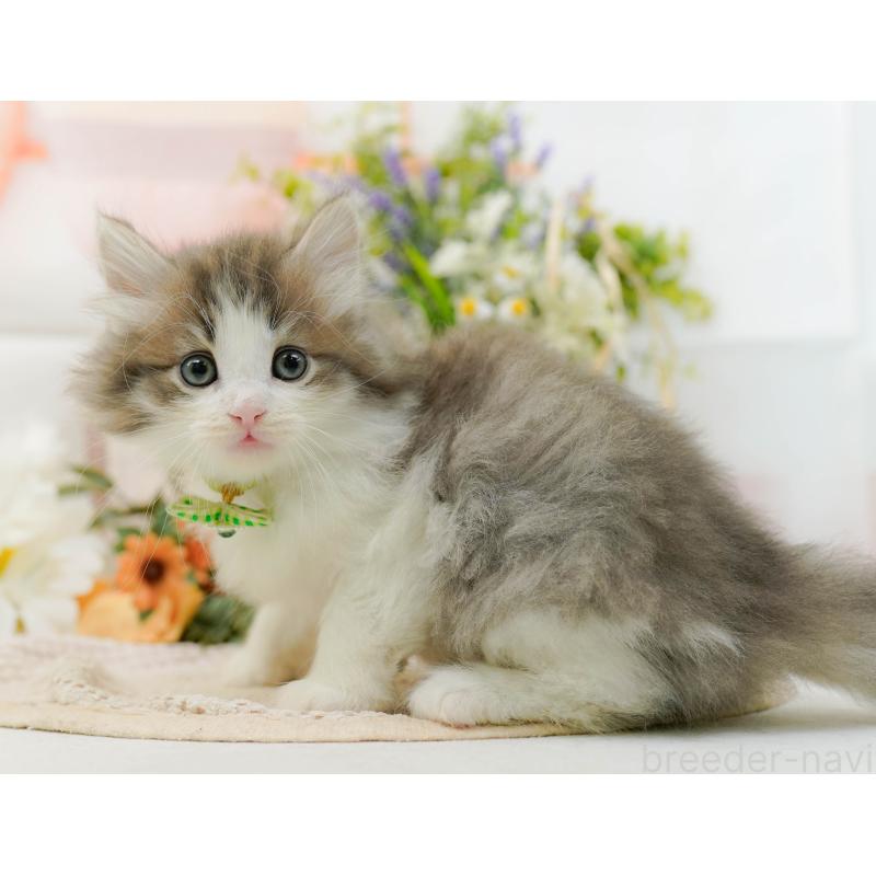 販売中の神奈川県のノルウェージャンフォレストキャット-131153の5枚目