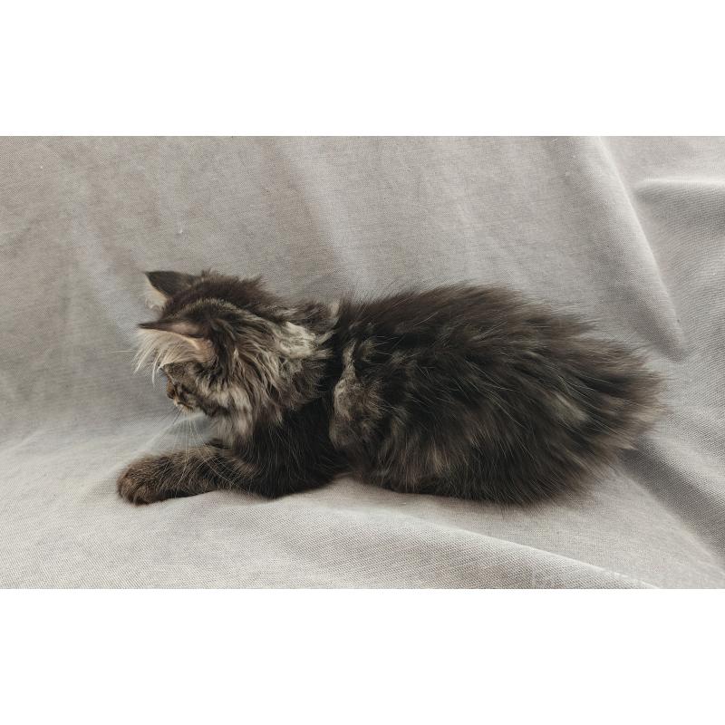 販売中の大阪府のサイベリアン-131028の3枚目