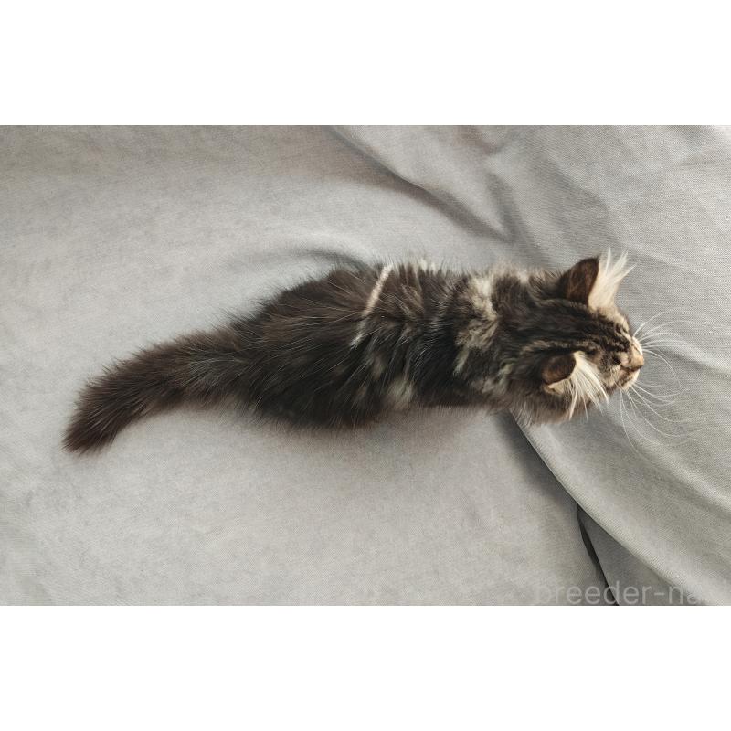 販売中の大阪府のサイベリアン-131028の2枚目