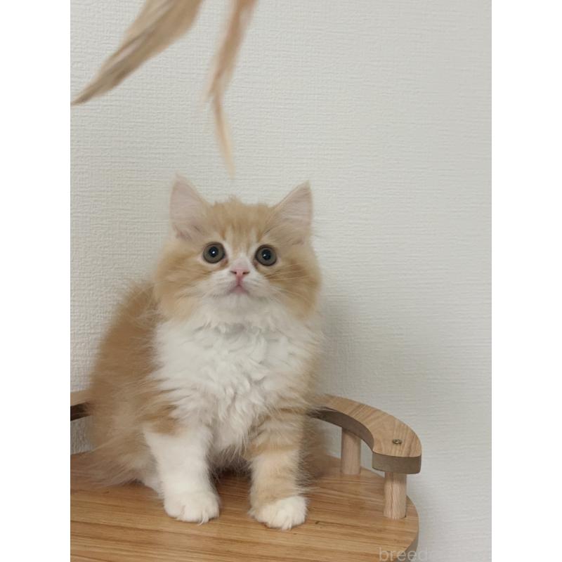 販売中の埼玉県のスコティッシュフォールド-131029の10枚目