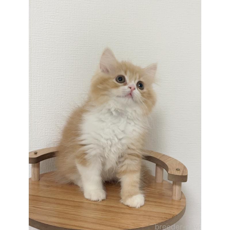 販売中の埼玉県のスコティッシュフォールド-131029の9枚目