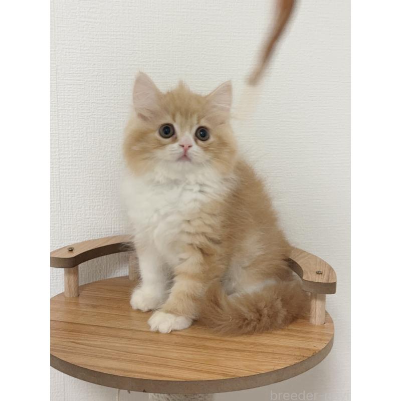 販売中の埼玉県のスコティッシュフォールド-131029の8枚目