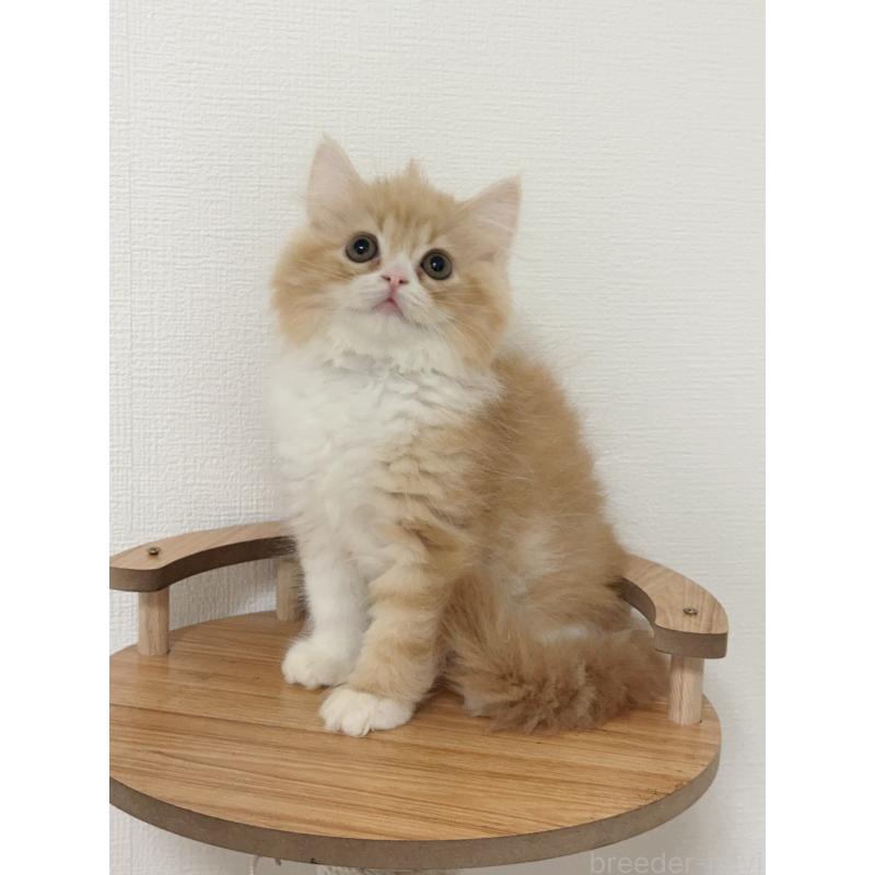 販売中の埼玉県のスコティッシュフォールド-131029の7枚目