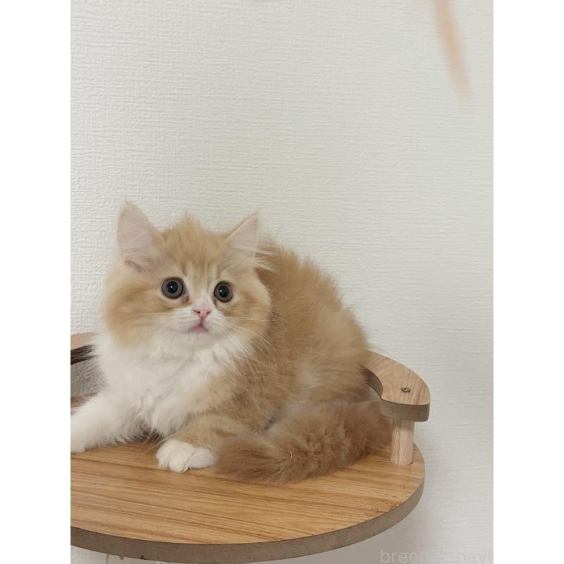 販売中の埼玉県のスコティッシュフォールド-131029の6枚目