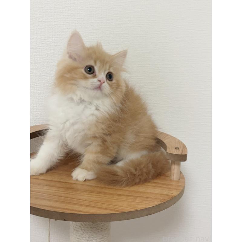 販売中の埼玉県のスコティッシュフォールド-131029の5枚目