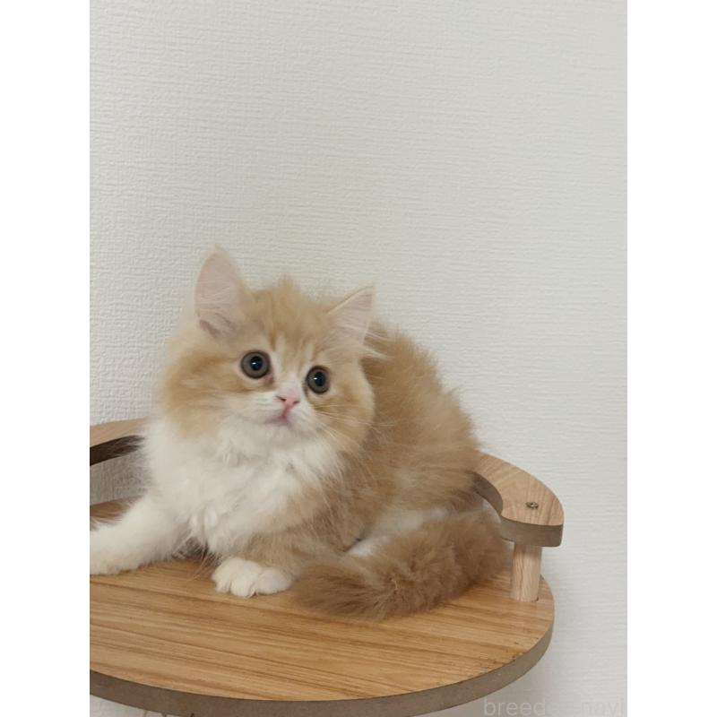 販売中の埼玉県のスコティッシュフォールド-131029の4枚目