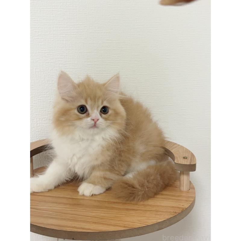 販売中の埼玉県のスコティッシュフォールド-131029の3枚目