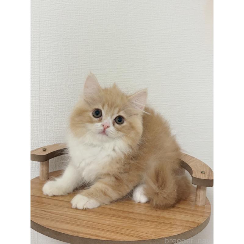 販売中の埼玉県のスコティッシュフォールド-131029の2枚目