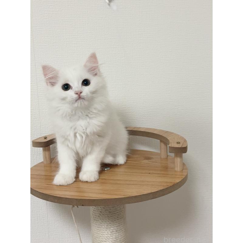 販売中の埼玉県のマンチカン-131030の8枚目