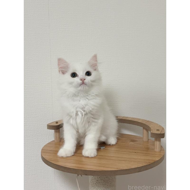 販売中の埼玉県のマンチカン-131030の7枚目