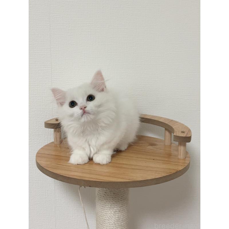 販売中の埼玉県のマンチカン-131030の6枚目