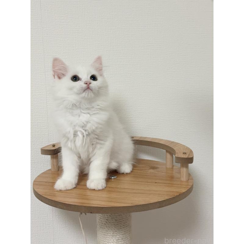 販売中の埼玉県のマンチカン-131030の5枚目