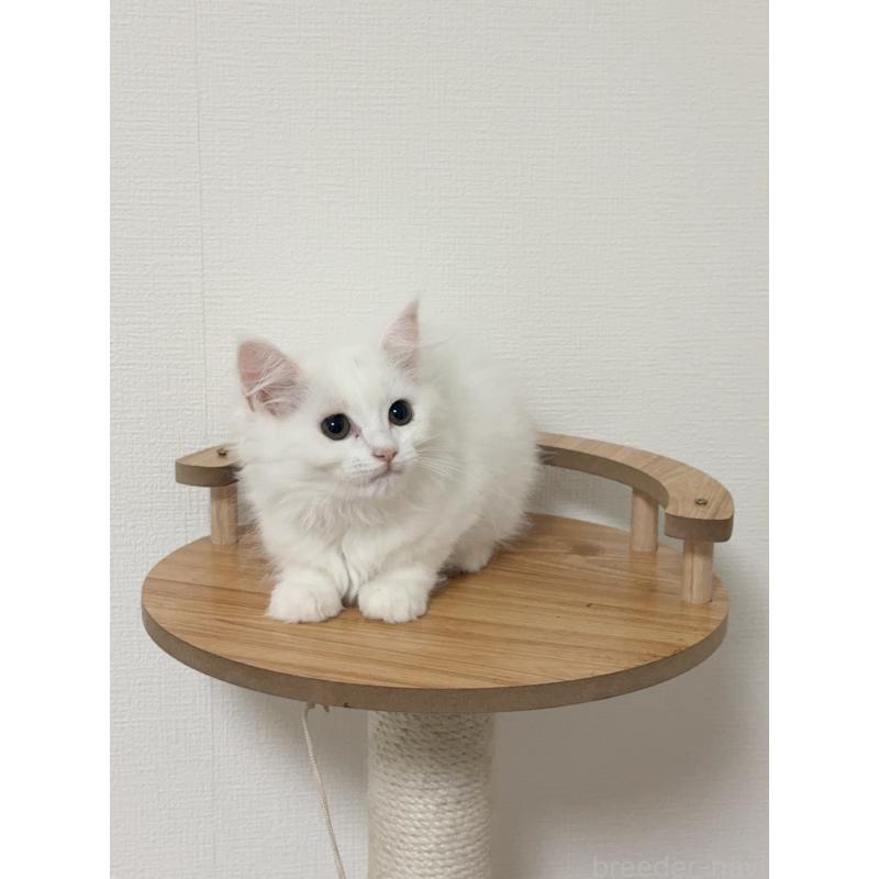 販売中の埼玉県のマンチカン-131030の4枚目