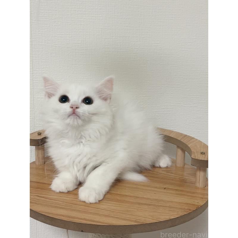 販売中の埼玉県のマンチカン-131030の3枚目