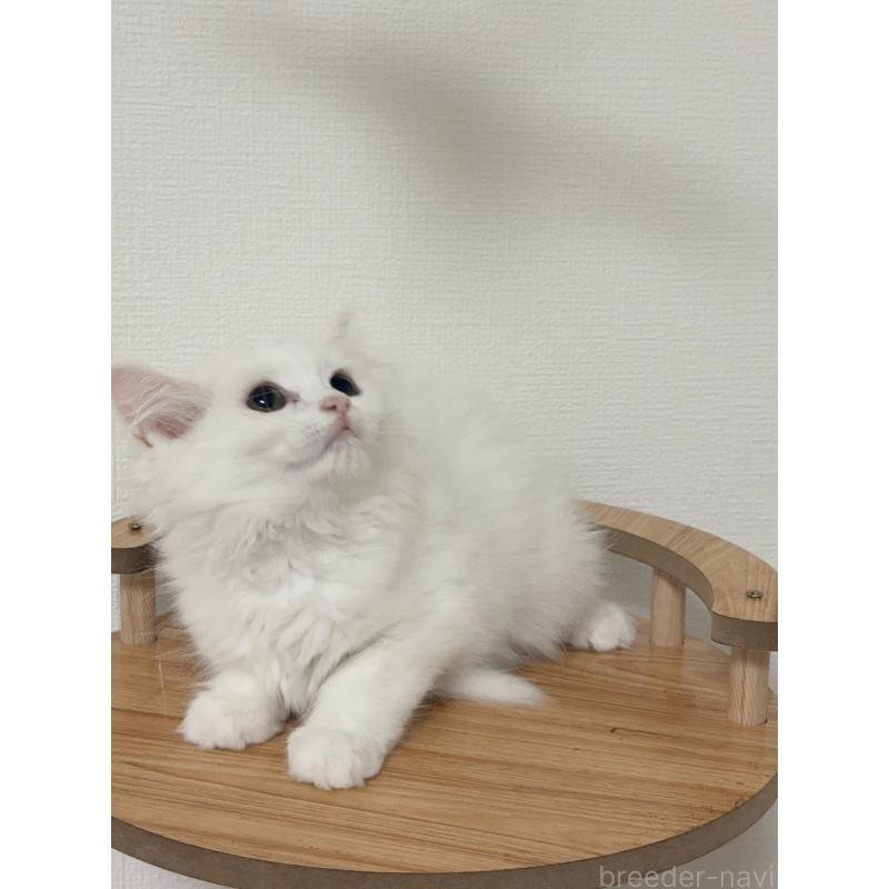 販売中の埼玉県のマンチカン-131030の2枚目