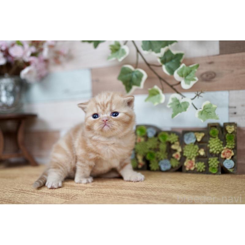 販売中の北海道のフォールデックス-131031の5枚目