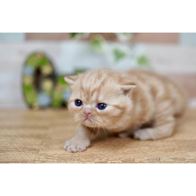 販売中の北海道のフォールデックス-131031の4枚目