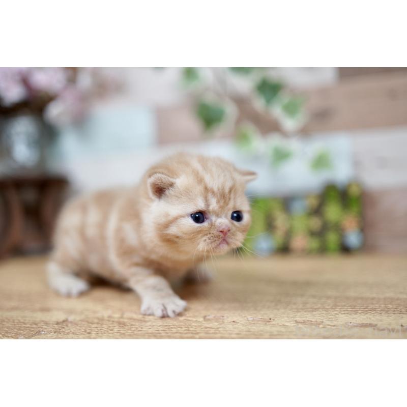 販売中の北海道のフォールデックス-131031の3枚目