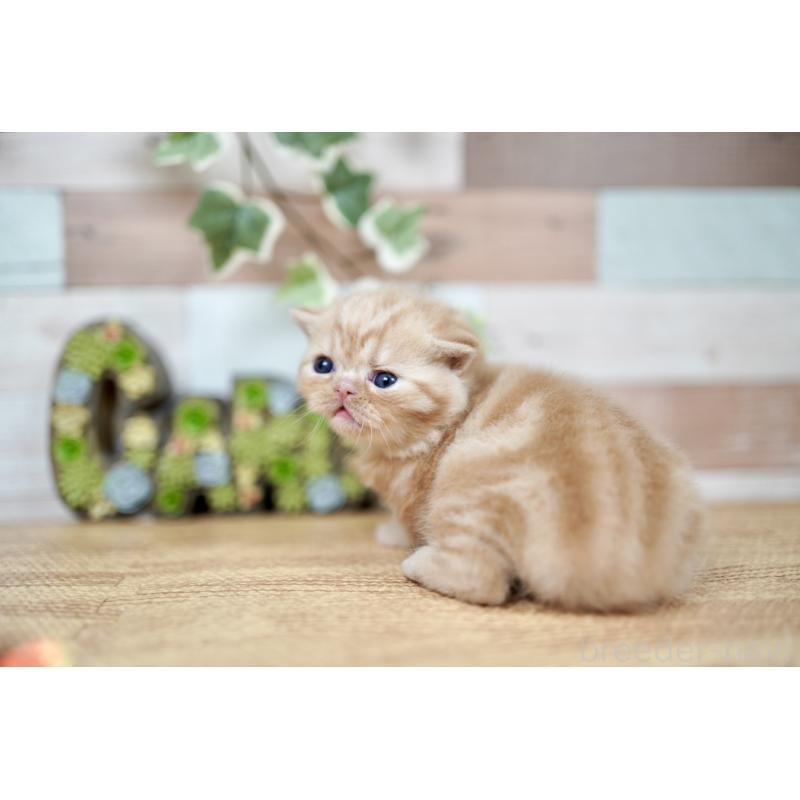 販売中の北海道のフォールデックス-131031の2枚目