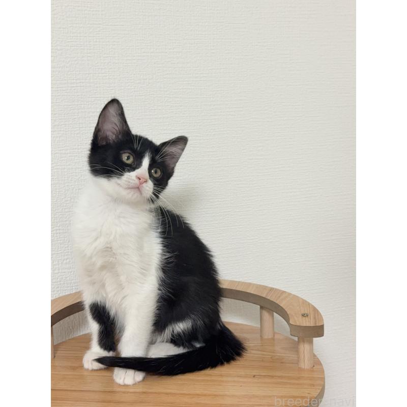 販売中の埼玉県のマンチカン-131032の8枚目