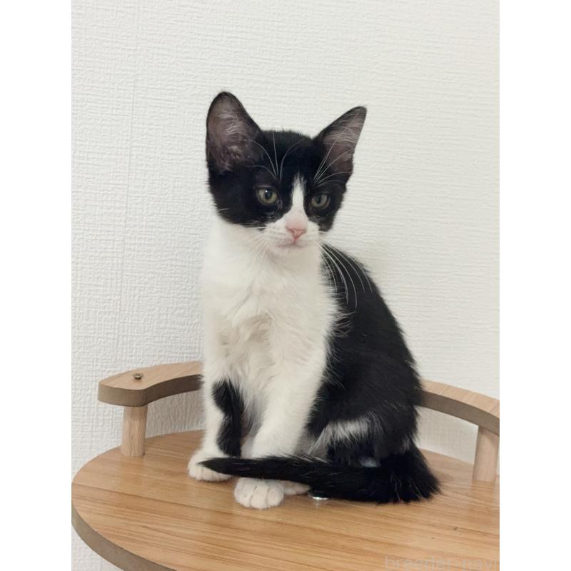 販売中の埼玉県のマンチカン-131032の7枚目