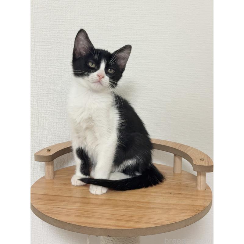 販売中の埼玉県のマンチカン-131032の6枚目