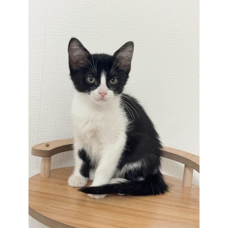 販売中の埼玉県のマンチカン-131032の4枚目