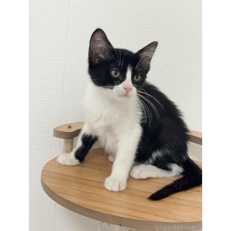 販売中の埼玉県のマンチカン-131032の3枚目