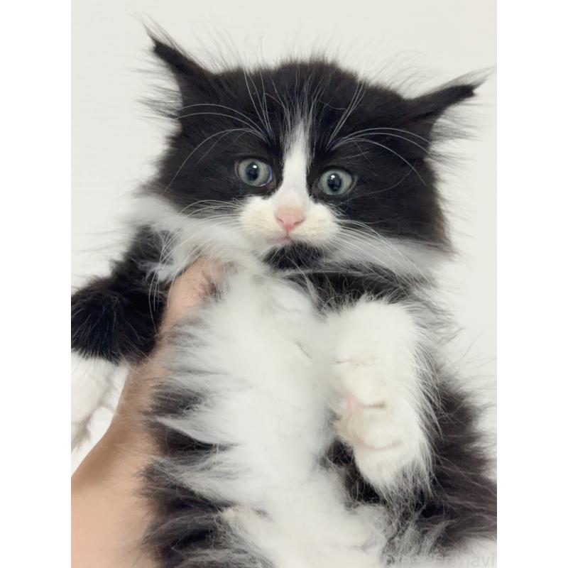 販売中の埼玉県のノルウェージャンフォレストキャット-131033