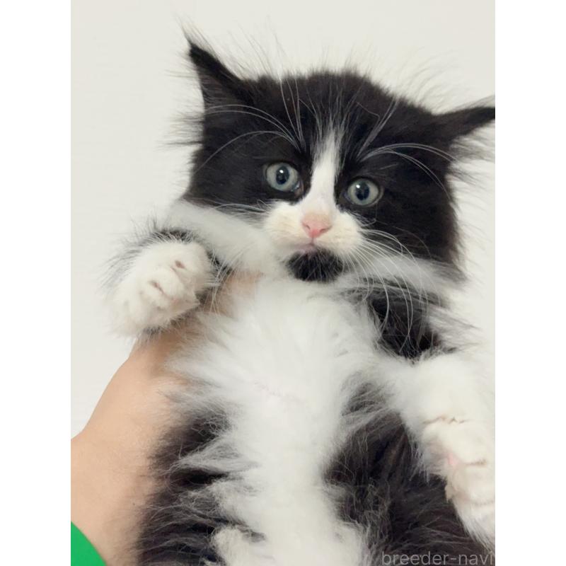 販売中の埼玉県のノルウェージャンフォレストキャット-131033の6枚目