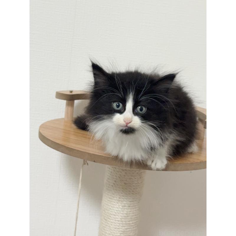 販売中の埼玉県のノルウェージャンフォレストキャット-131033の5枚目