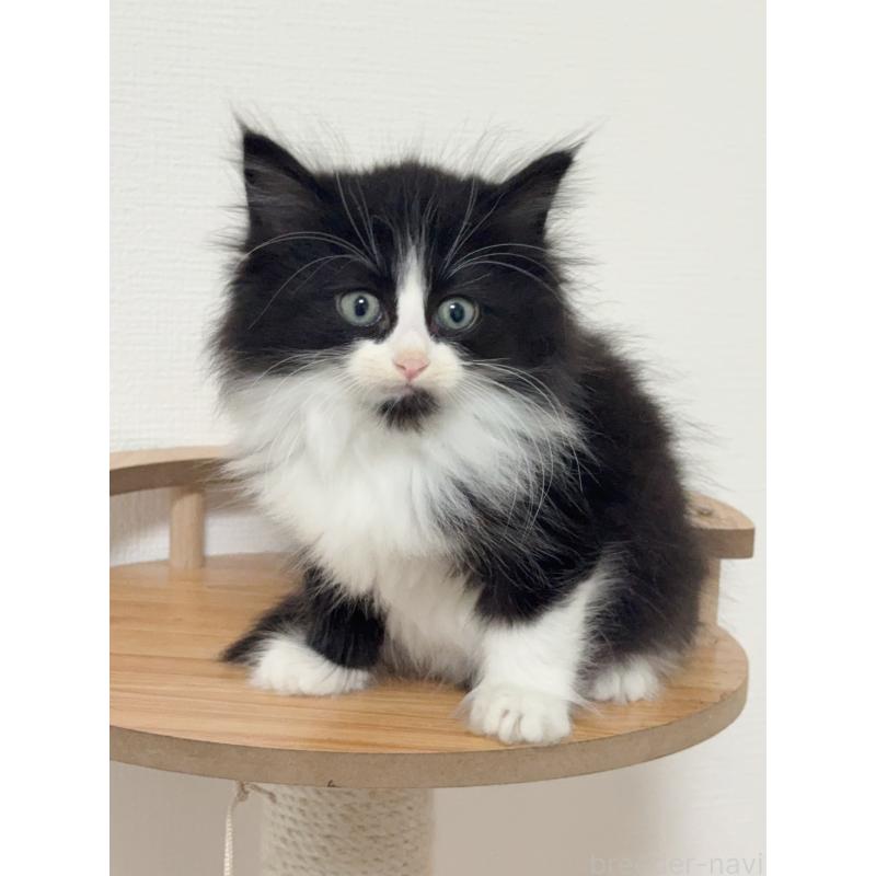 販売中の埼玉県のノルウェージャンフォレストキャット-131033の4枚目