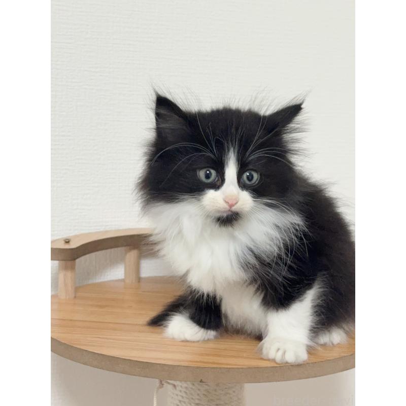 販売中の埼玉県のノルウェージャンフォレストキャット-131033の3枚目