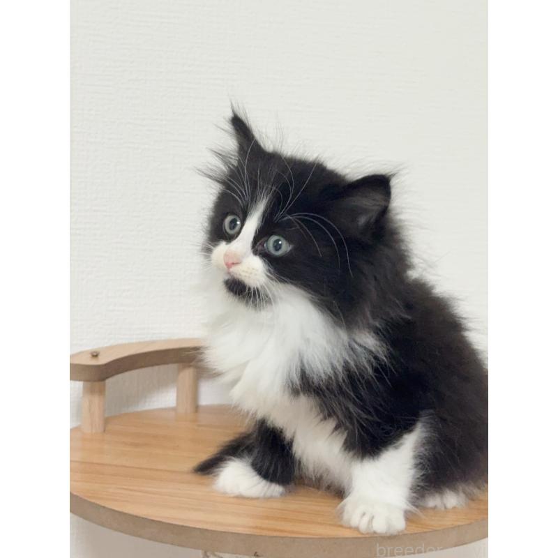 販売中の埼玉県のノルウェージャンフォレストキャット-131033の2枚目