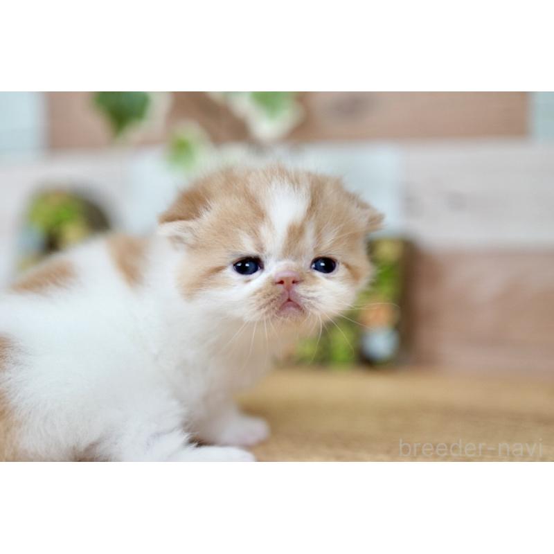 販売中の北海道のフォールデックス-131034の5枚目