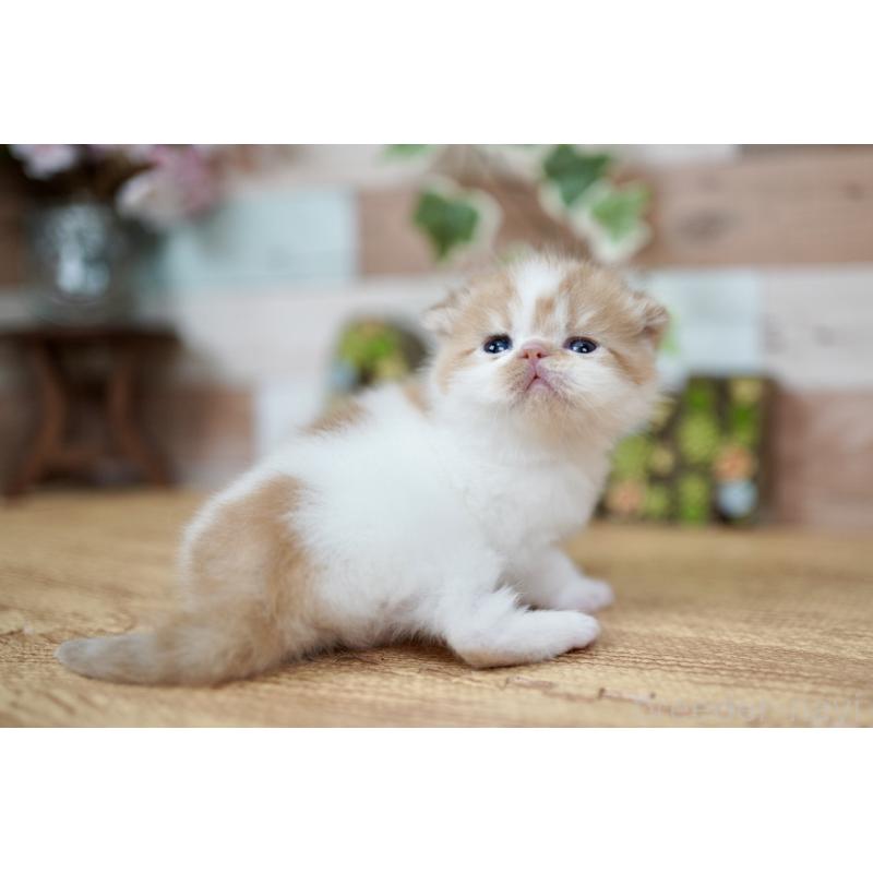 販売中の北海道のフォールデックス-131034の3枚目