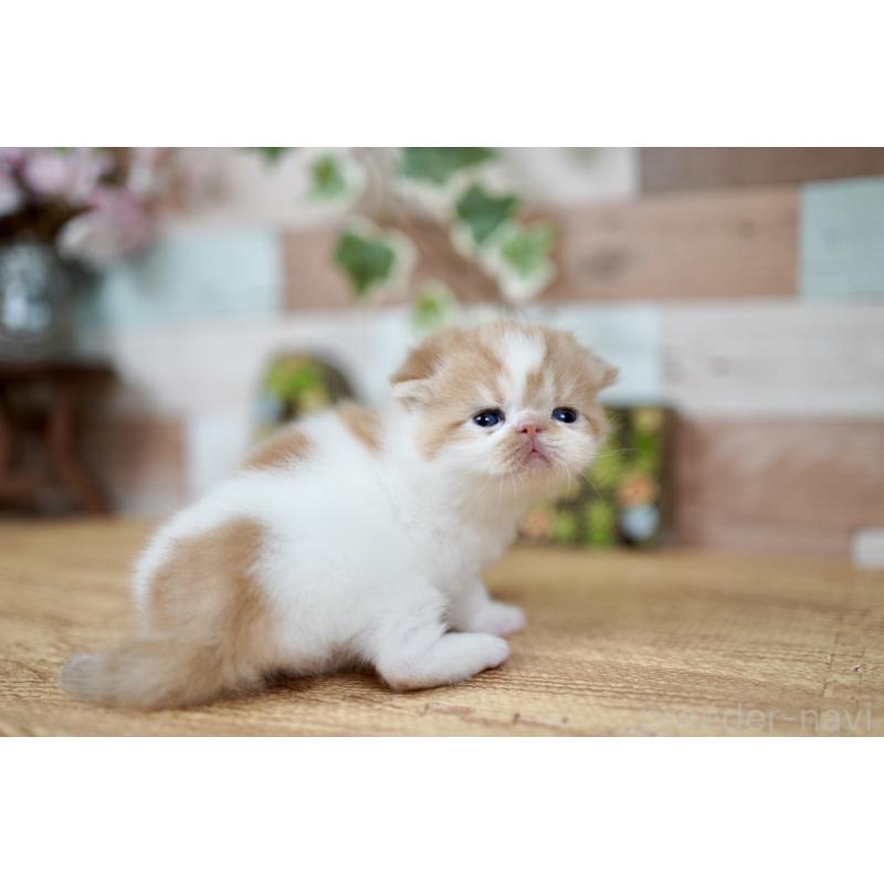 販売中の北海道のフォールデックス-131034の4枚目