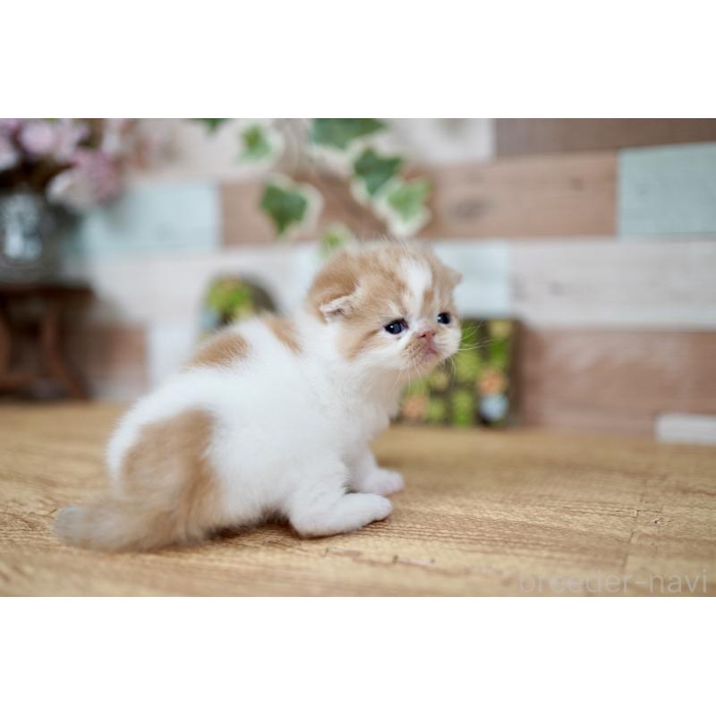 販売中の北海道のフォールデックス-131034の2枚目