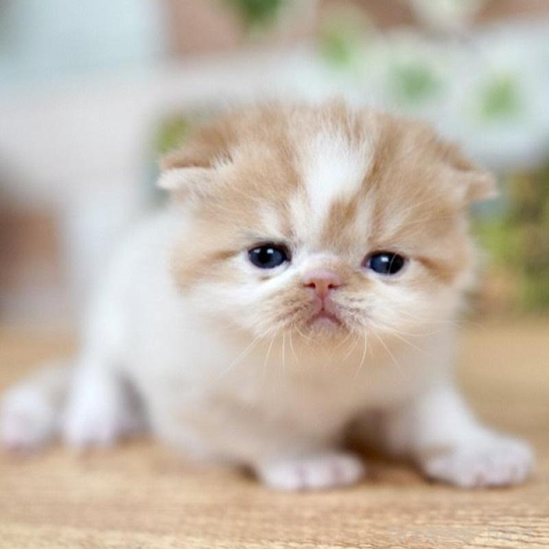 販売中の北海道のフォールデックス-131034