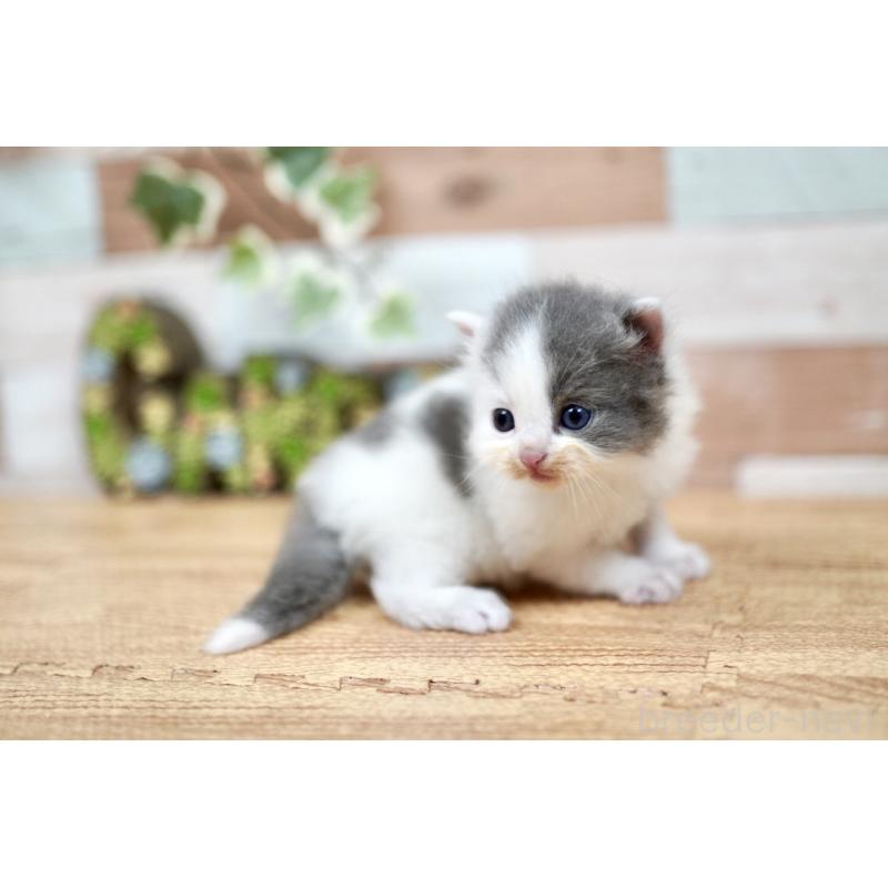 販売中の北海道のラガマフィン-131035の5枚目