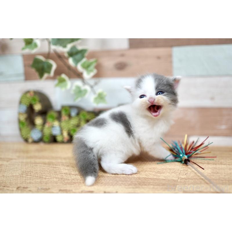 販売中の北海道のラガマフィン-131035の4枚目