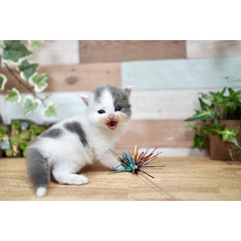 販売中の北海道のラガマフィン-131035の3枚目