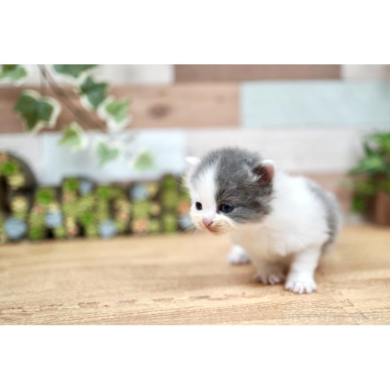 販売中の北海道のラガマフィン-131035の2枚目