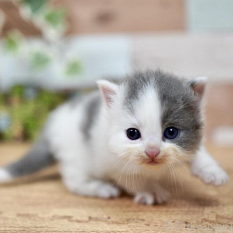 販売中の北海道のラガマフィン-131035の1枚目