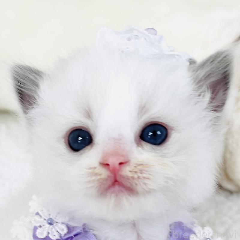 販売中の福島県のラグドール-130960